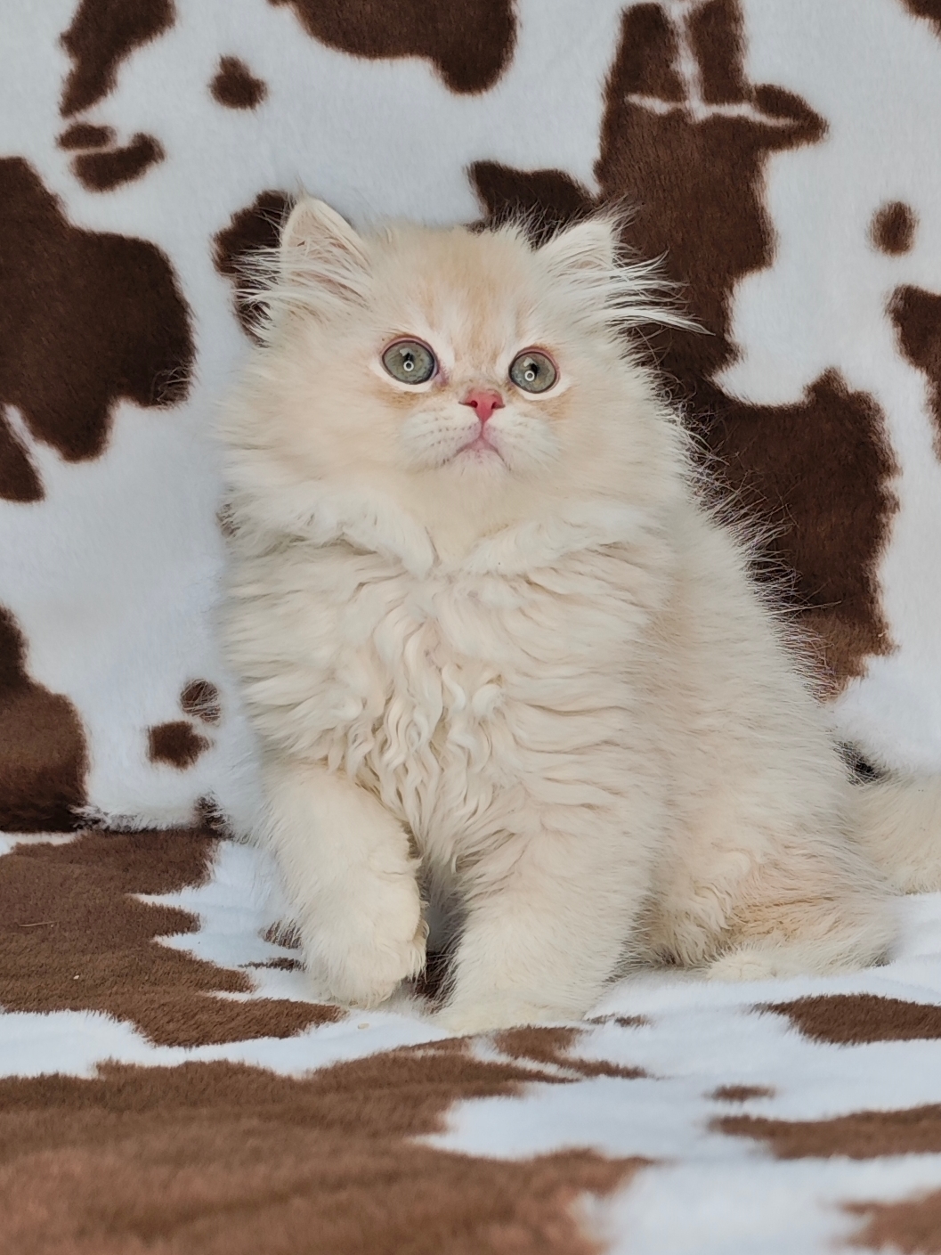 长毛凯米尔色弟弟